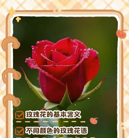 女友玫瑰花手串的含义是什么？它代表了哪些情感？