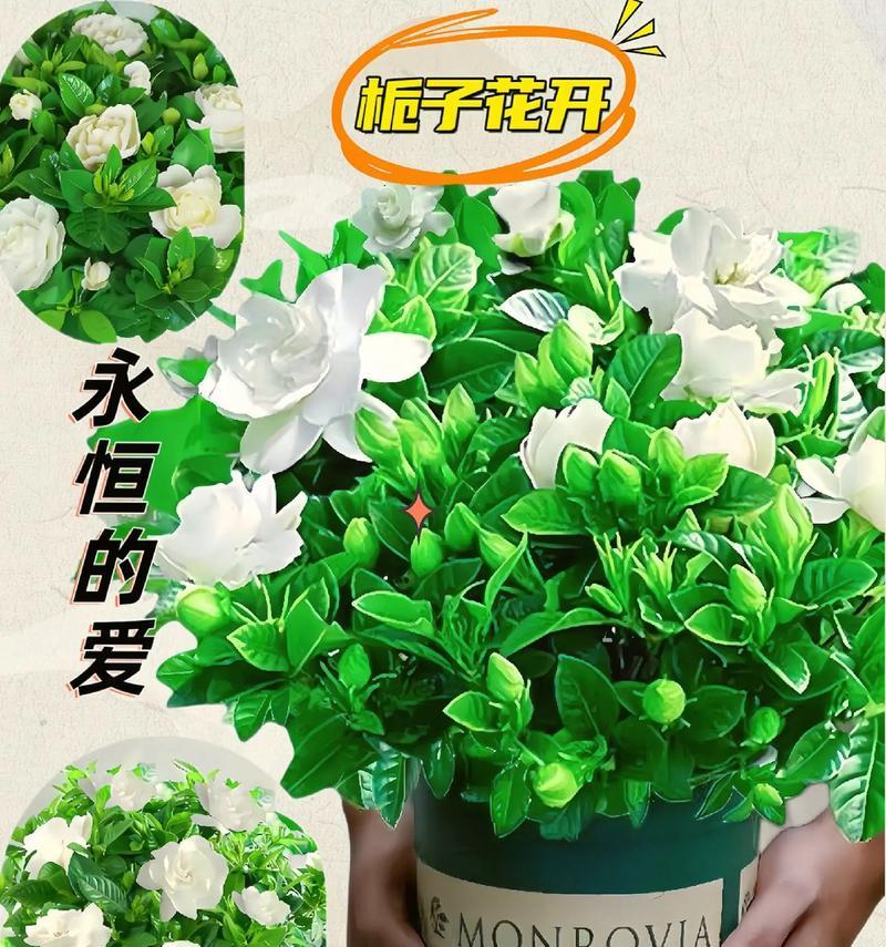 栀子花的花语知道是什么么？栀子花代表什么？