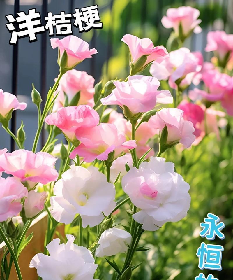 白桔梗气球的花语有何含义？