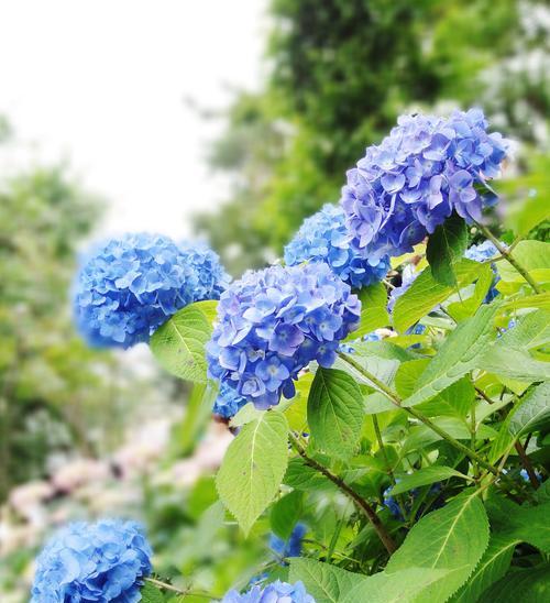哪种花的花语最为动听？它们代表了什么？