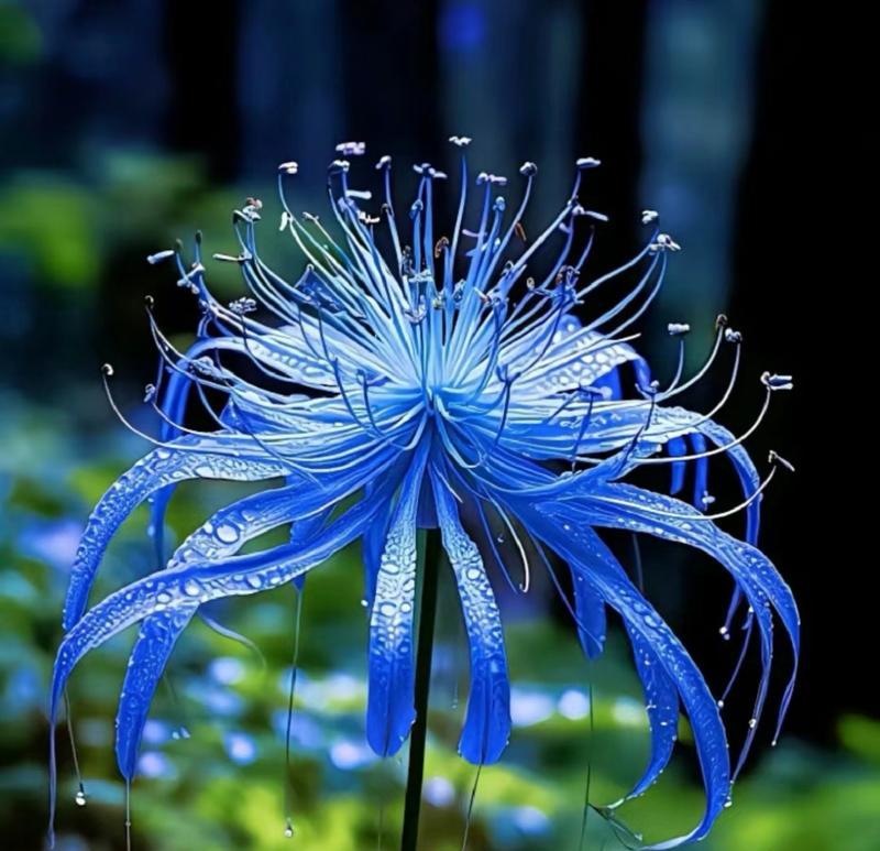 蓝色翠珠花的花语是什么？它有何寓意？