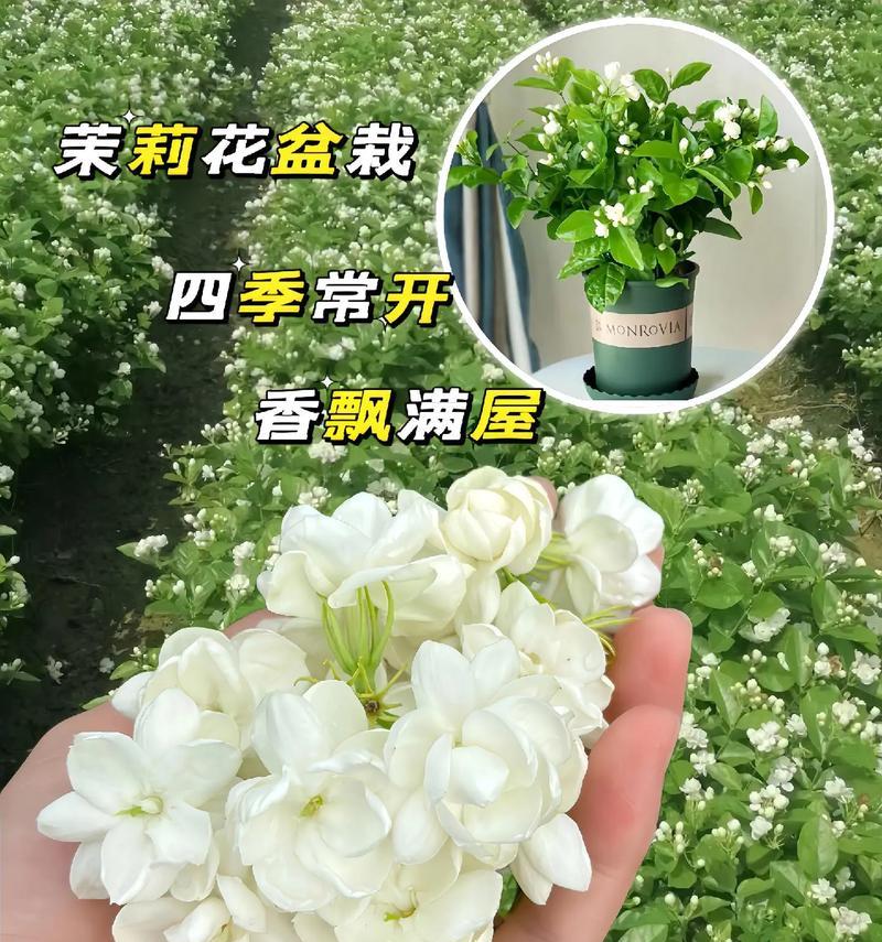 哪种花的花语代表离开的爱？离开爱的花语有哪些？