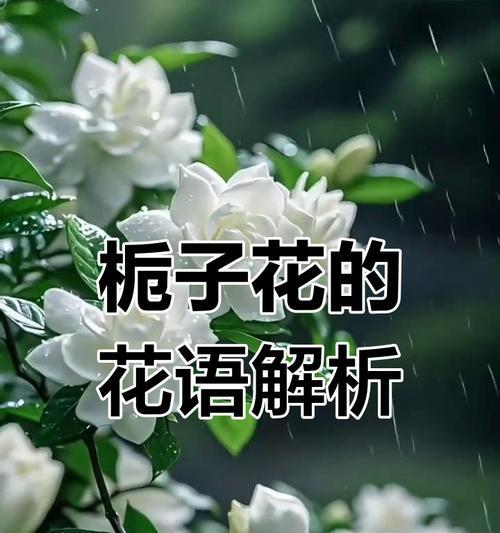 哪种花的花语代表离开的爱？离开爱的花语有哪些？