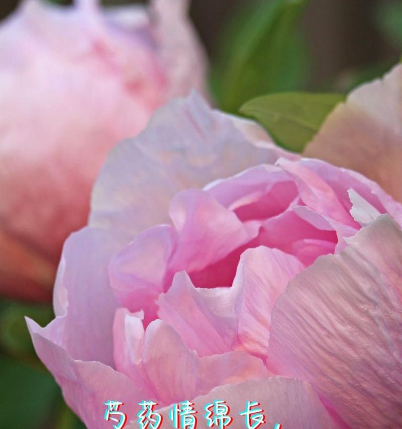 哪种花的花语代表离开的爱？离开爱的花语有哪些？