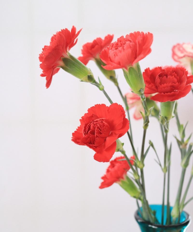 网络用语中的花语有何新意？花语在网络用语中代表什么？