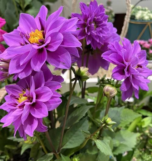 网络用语中的花语有何新意？花语在网络用语中代表什么？