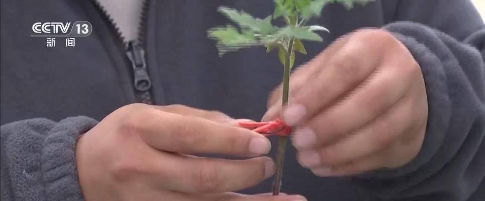 嫁接番茄花语有何寓意？番茄花语代表什么？