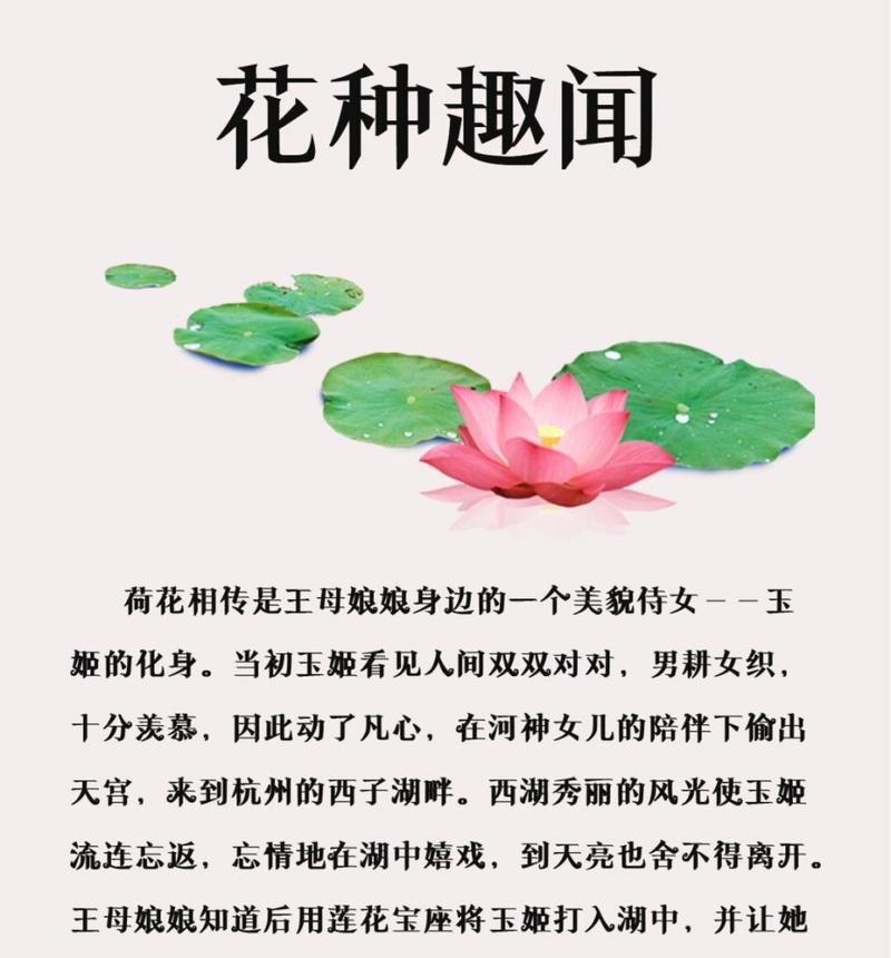 茉莉与荷花的花语有何不同？它们各自代表什么？