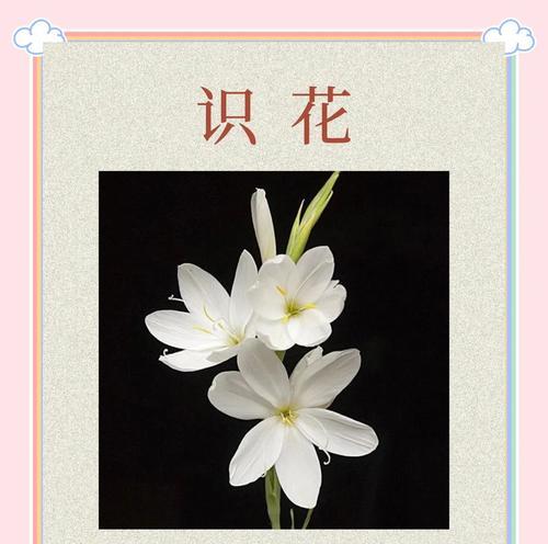 茉莉与荷花的花语有何不同？它们各自代表什么？