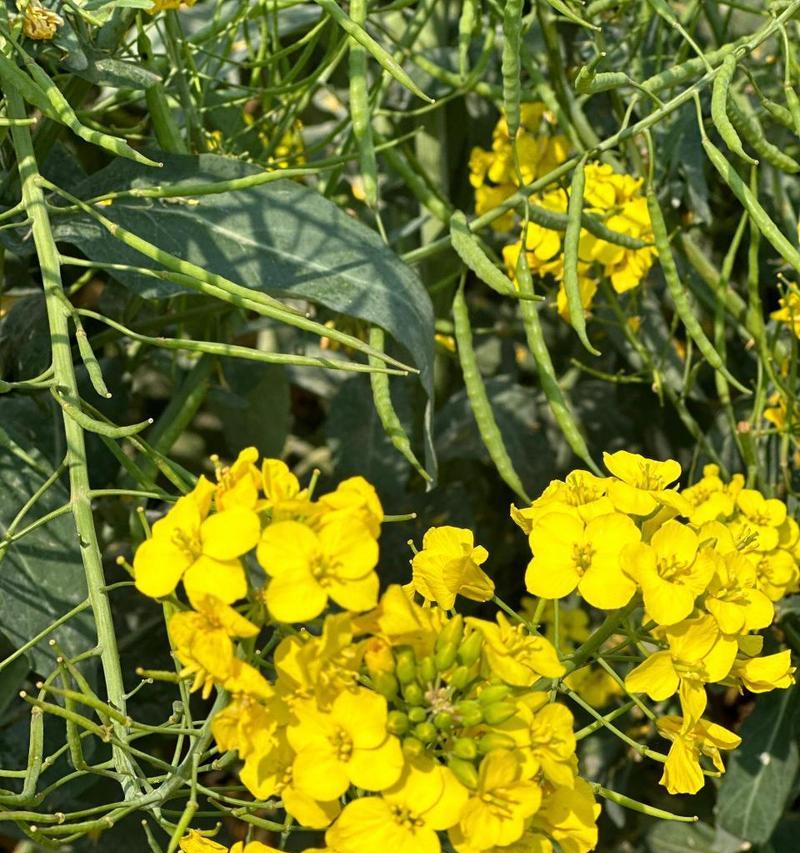 罗平油菜花的花语是什么？它象征着什么？