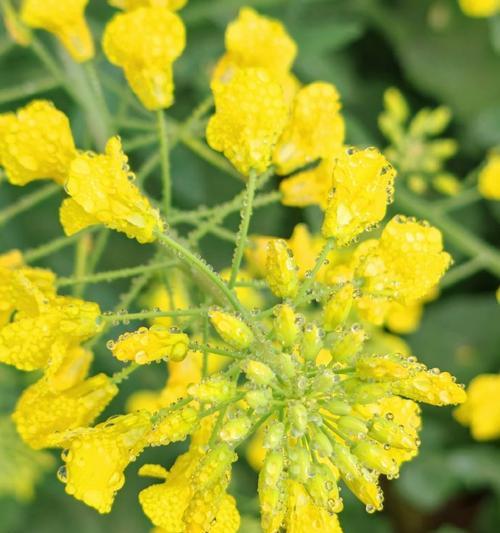 罗平油菜花的花语是什么？它象征着什么？