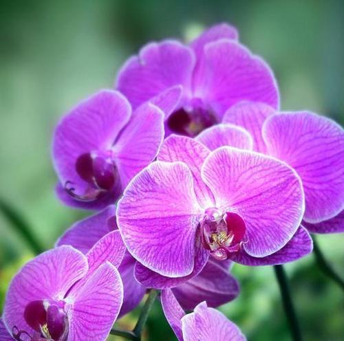 高冷的花语有哪些？它们代表什么意思？