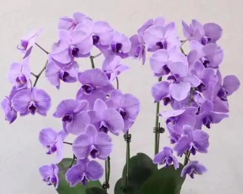 高冷的花语有哪些？它们代表什么意思？