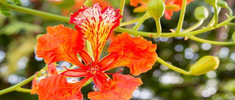 宝儿的花语是什么？宝儿代表哪种花语？