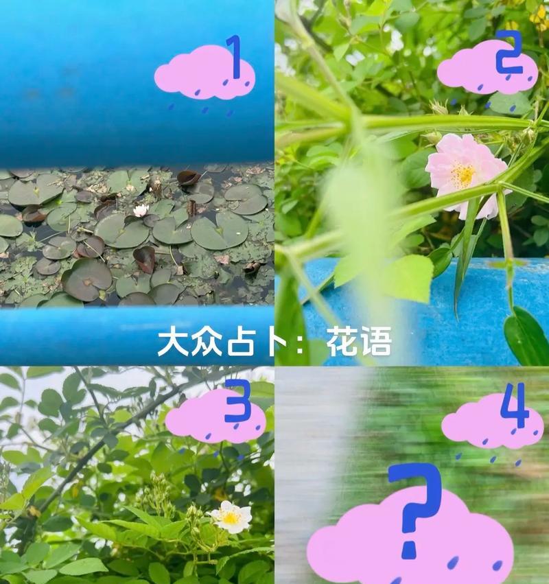 宝儿的花语是什么？宝儿代表哪种花语？