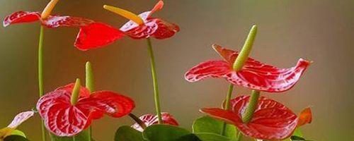 宝儿的花语是什么？宝儿代表哪种花语？
