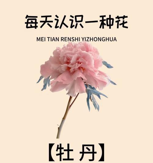 牡丹花象征着哪些意义？它在中国文化中扮演什么角色？