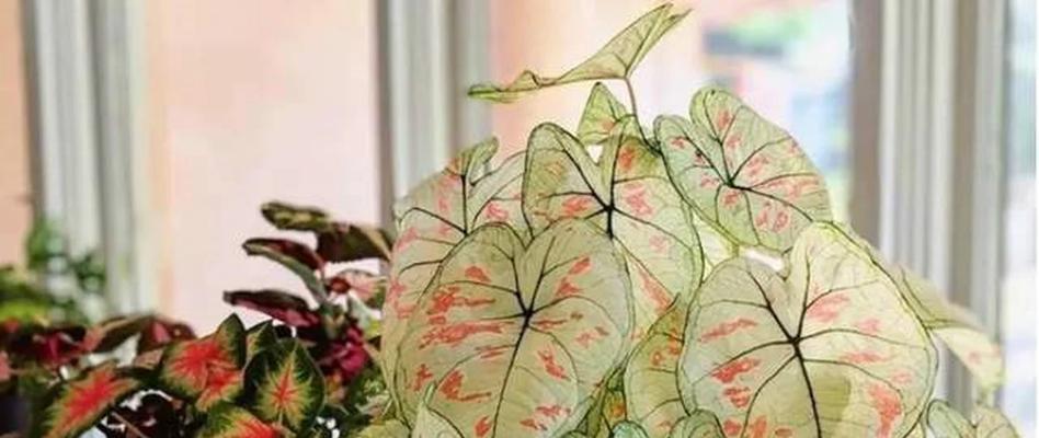 芋是什么寓意和花语的意思？芋头花语有何特别之处？