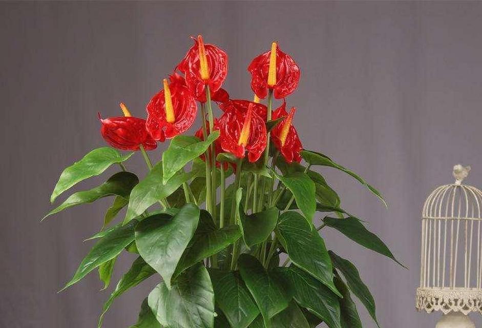 抱着红掌拍照的花语有何深意？红掌的花语是什么？