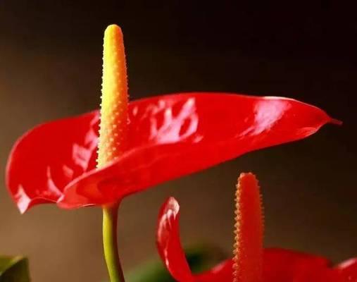 抱着红掌拍照的花语有何深意？红掌的花语是什么？