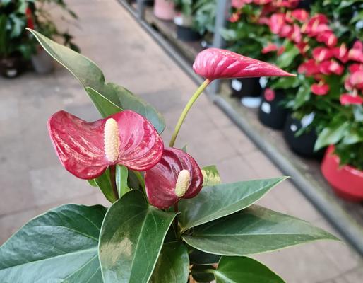 抱着红掌拍照的花语有何深意？红掌的花语是什么？