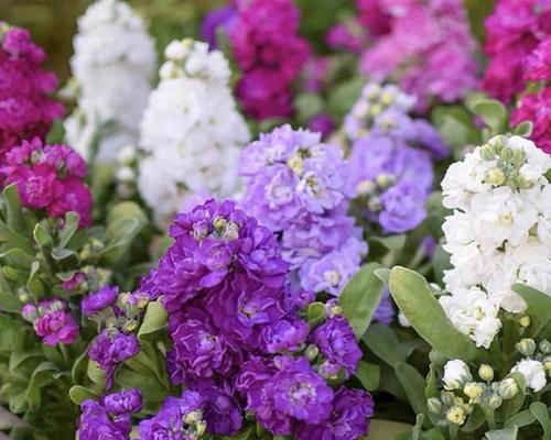 紫罗兰花颜色的花语代表什么？