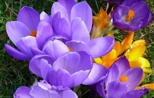 紫罗兰花颜色的花语代表什么？