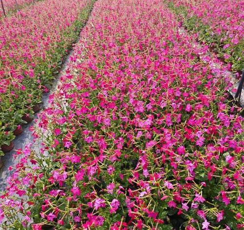 哪种花象征着纯真的爱情？