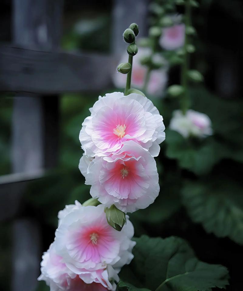 错过大结局的花语是什么？花语错过有何深层含义？