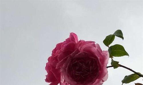错过大结局的花语是什么？花语错过有何深层含义？