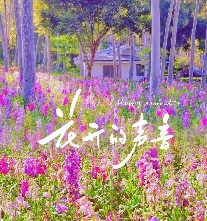 错过大结局的花语是什么？花语错过有何深层含义？