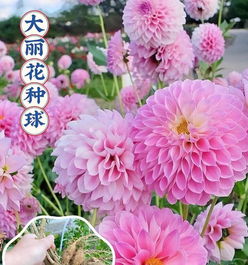 不公开的花语是什么意思？花语中有哪些是不公开的？