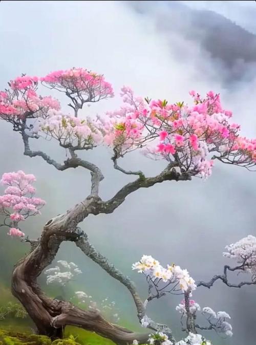 桉叶藤花的寓意和花语有哪些？