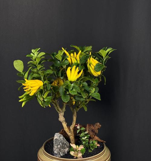 佛手绿植的花语有何寓意？