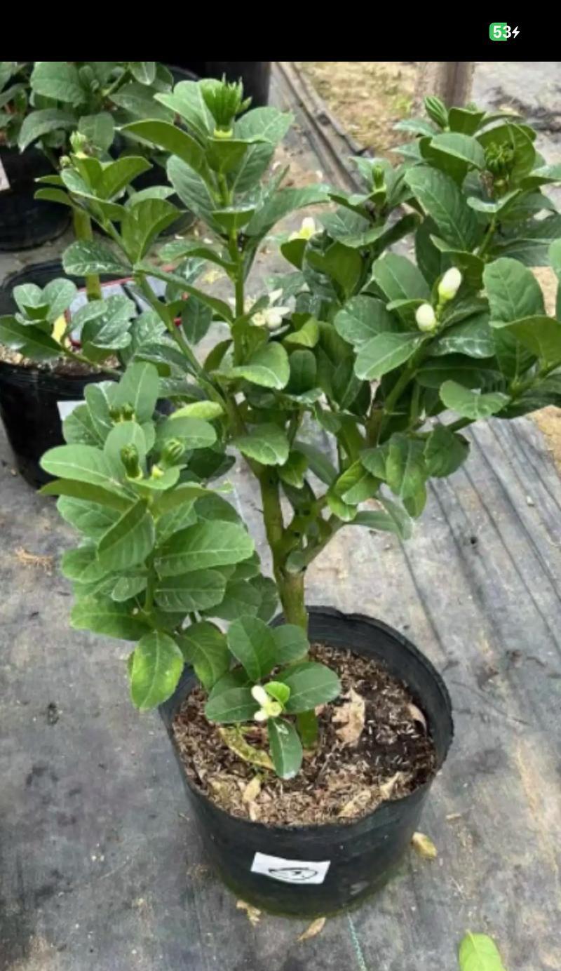 佛手绿植的花语有何寓意？