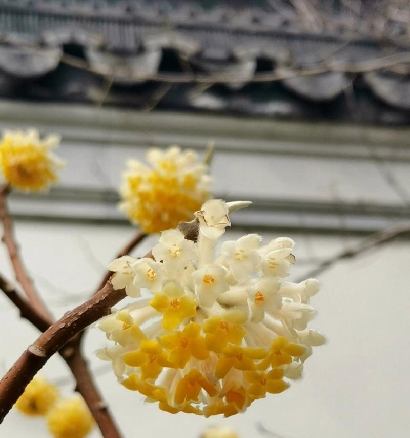 树的花语是什么意思？女生为何会问这个问题？