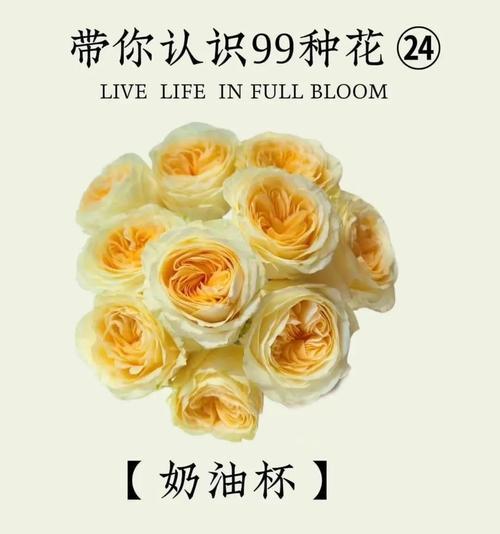9朵奶油杯玫瑰的寓意是什么？9朵奶油杯玫瑰花语是什么？