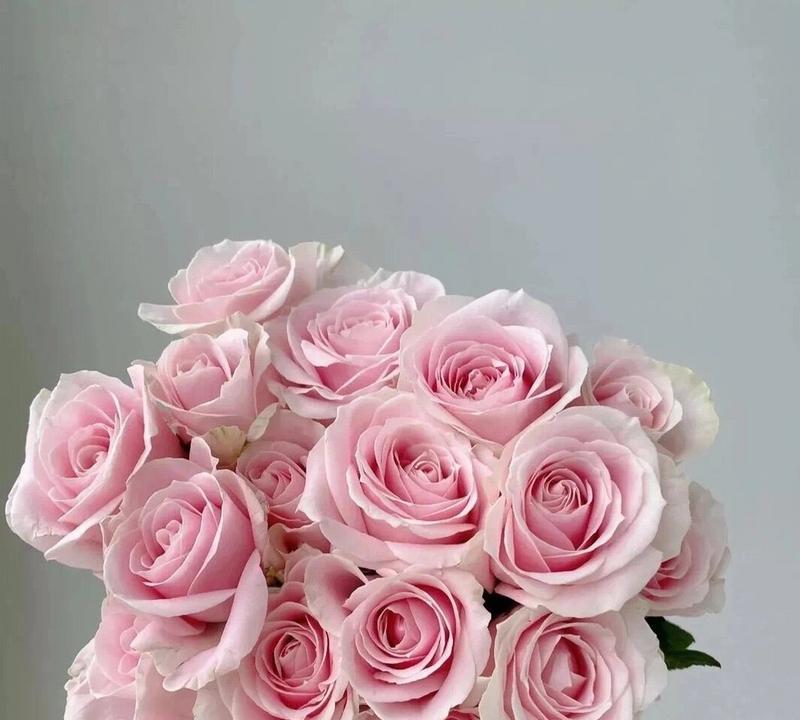 粉色和白色玫瑰花的含义是什么？粉色和白色玫瑰代表什么？