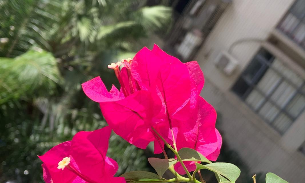 七零八碎的花语代表什么？七零八碎的寓意有哪些？