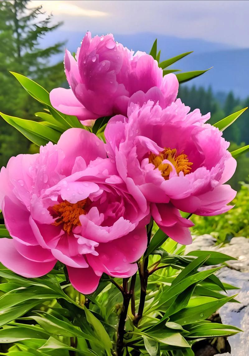 牡丹花盛开的寓意是什么？