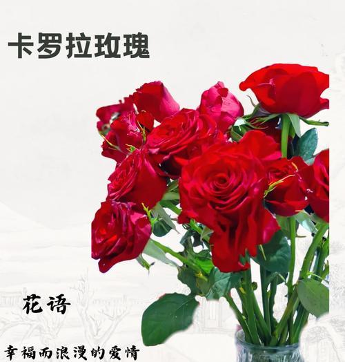 广西的爱情花语有哪些？它们各自代表什么情感？