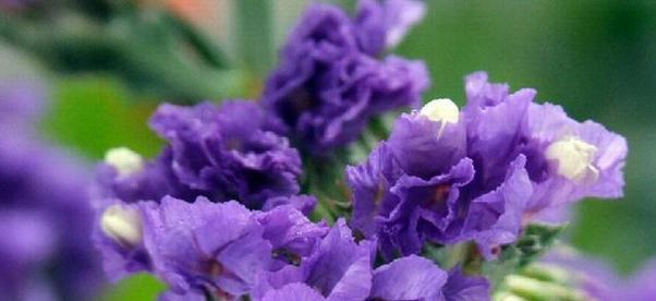 一炮四响的花语是什么？这种花语有何特殊含义？