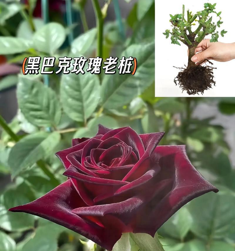 种树时应该写什么样的花语？花语如何表达情感？