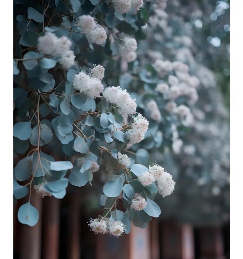 种树时应该写什么样的花语？花语如何表达情感？