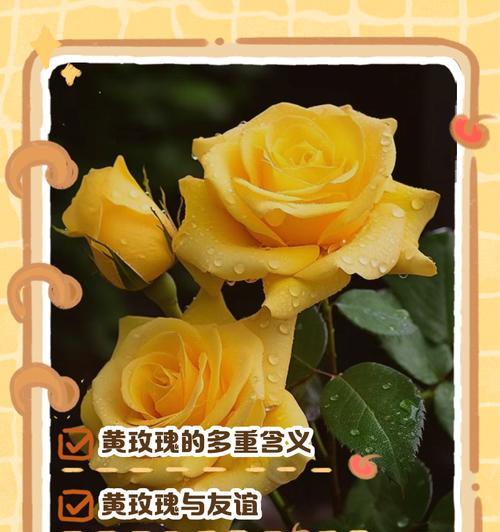 在英国送玫瑰花有何含义？英国文化中玫瑰花代表什么？