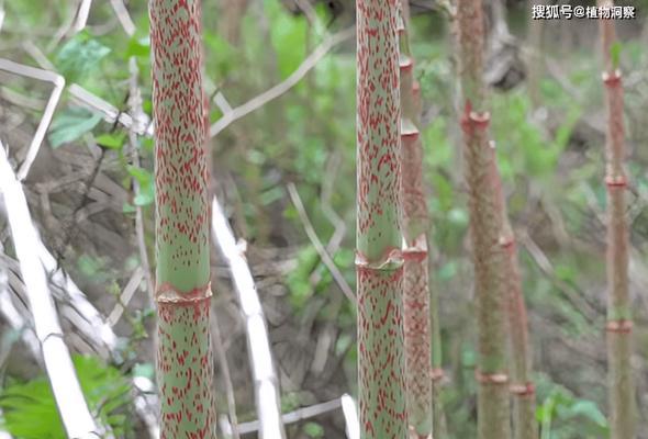甜杆的花语代表什么？它传达了怎样的情感？