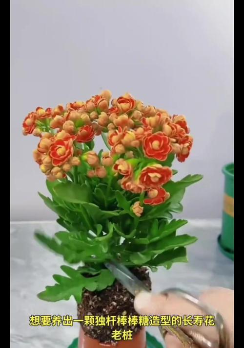 甜杆的花语代表什么？它传达了怎样的情感？