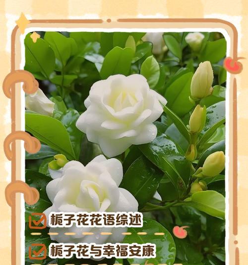 哪种花的花语代表不自爱？花语中有哪些消极含义？