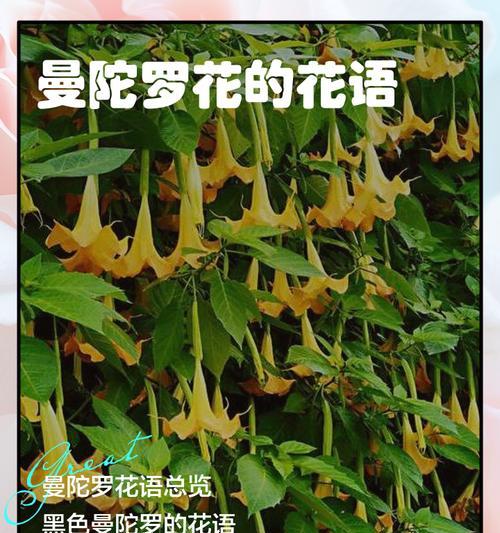 不同花搭配在一起时，它们的花语有何不同？