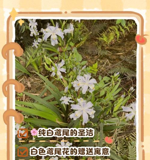 不同花搭配在一起时，它们的花语有何不同？